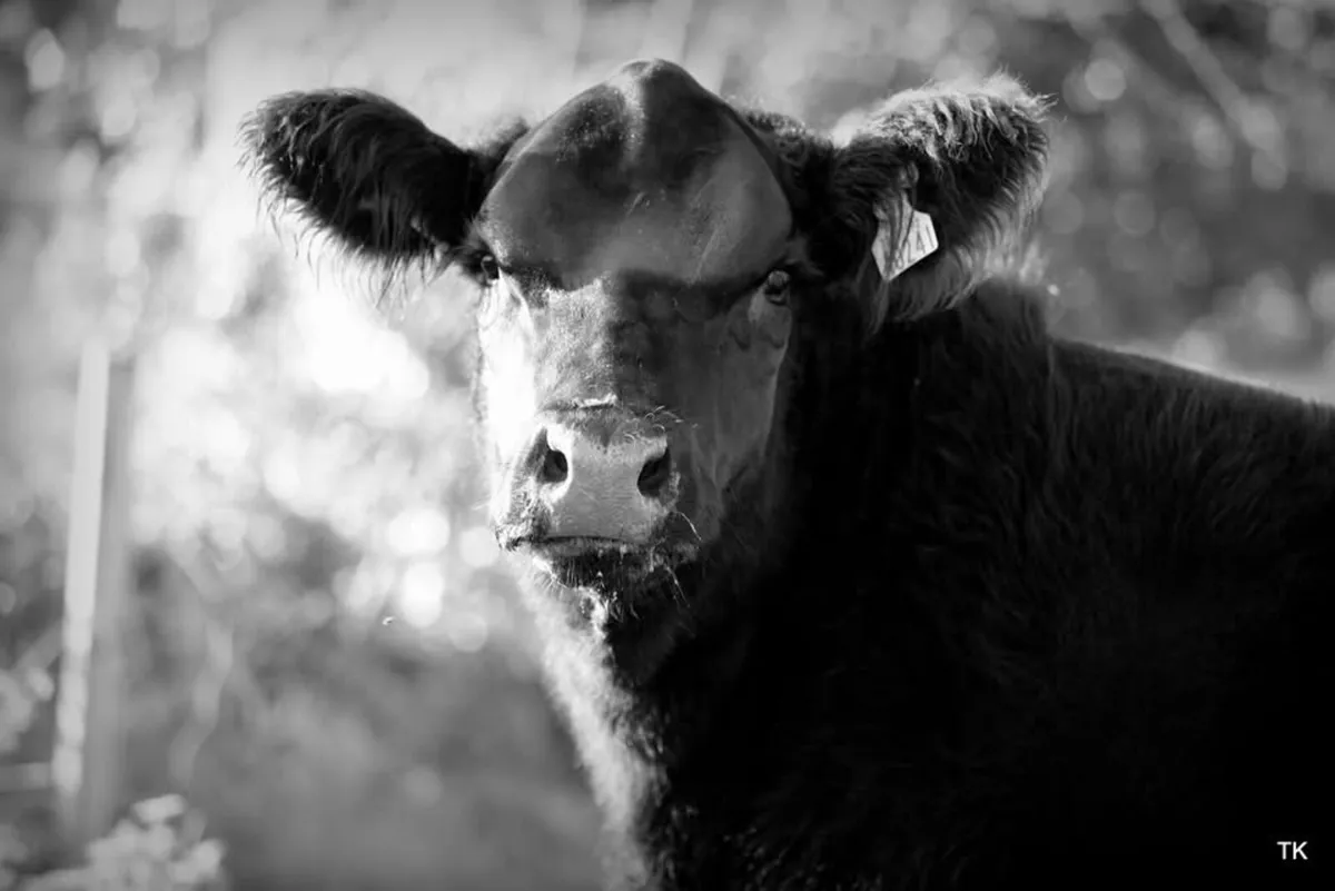 Lot 66 Irish Angus Elite Sale - Image 2