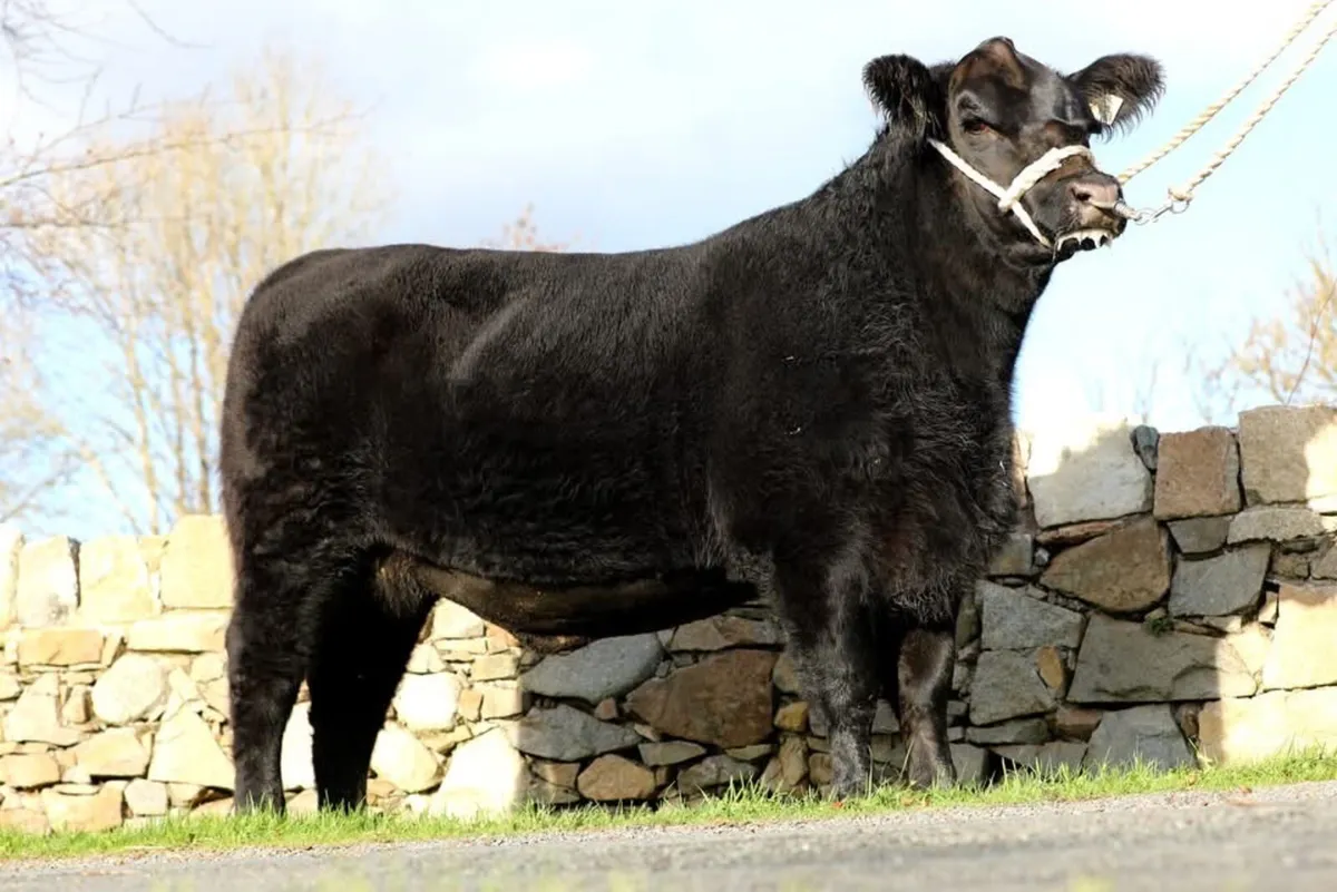 Lot 66 Irish Angus Elite Sale - Image 3