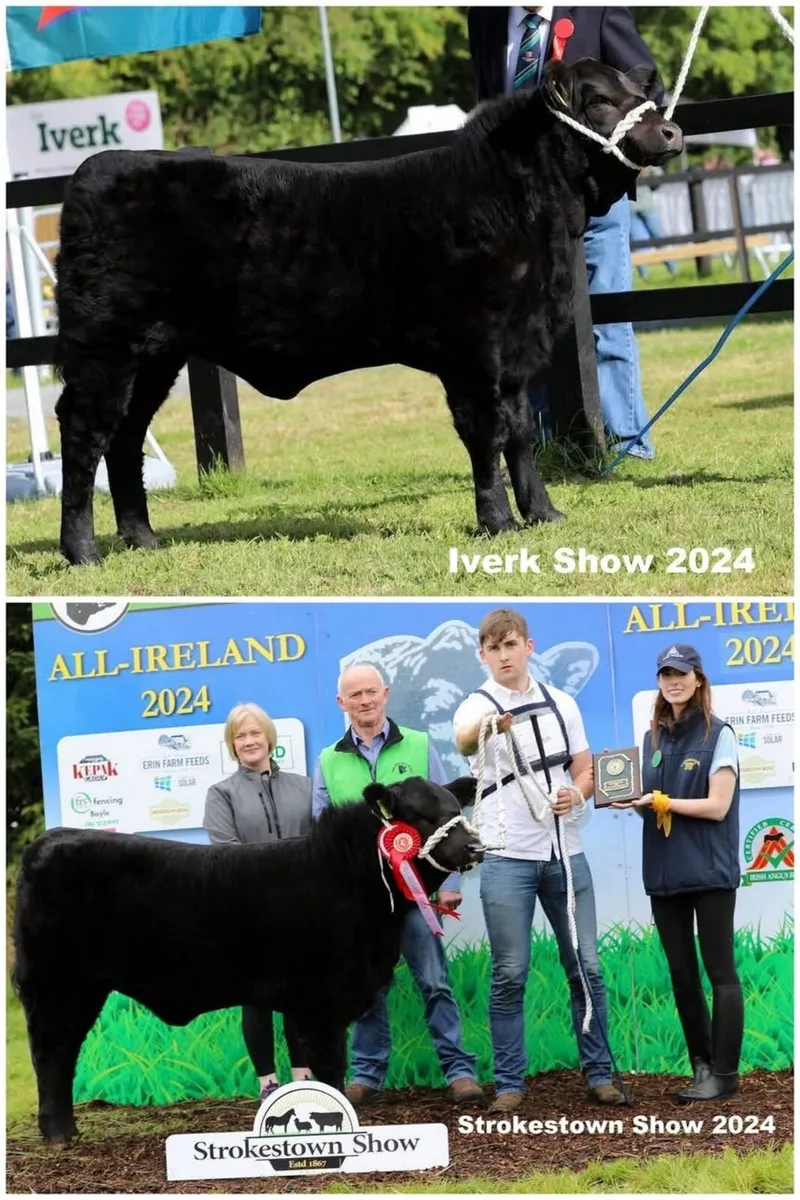 Lot 66 Irish Angus Elite Sale - Image 4