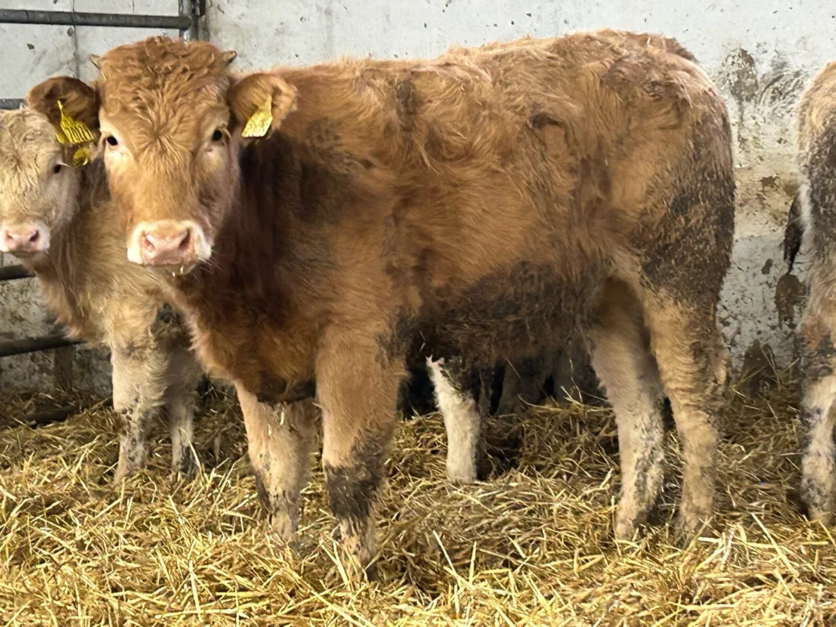 6 charlois suckler breed heifers - Image 4