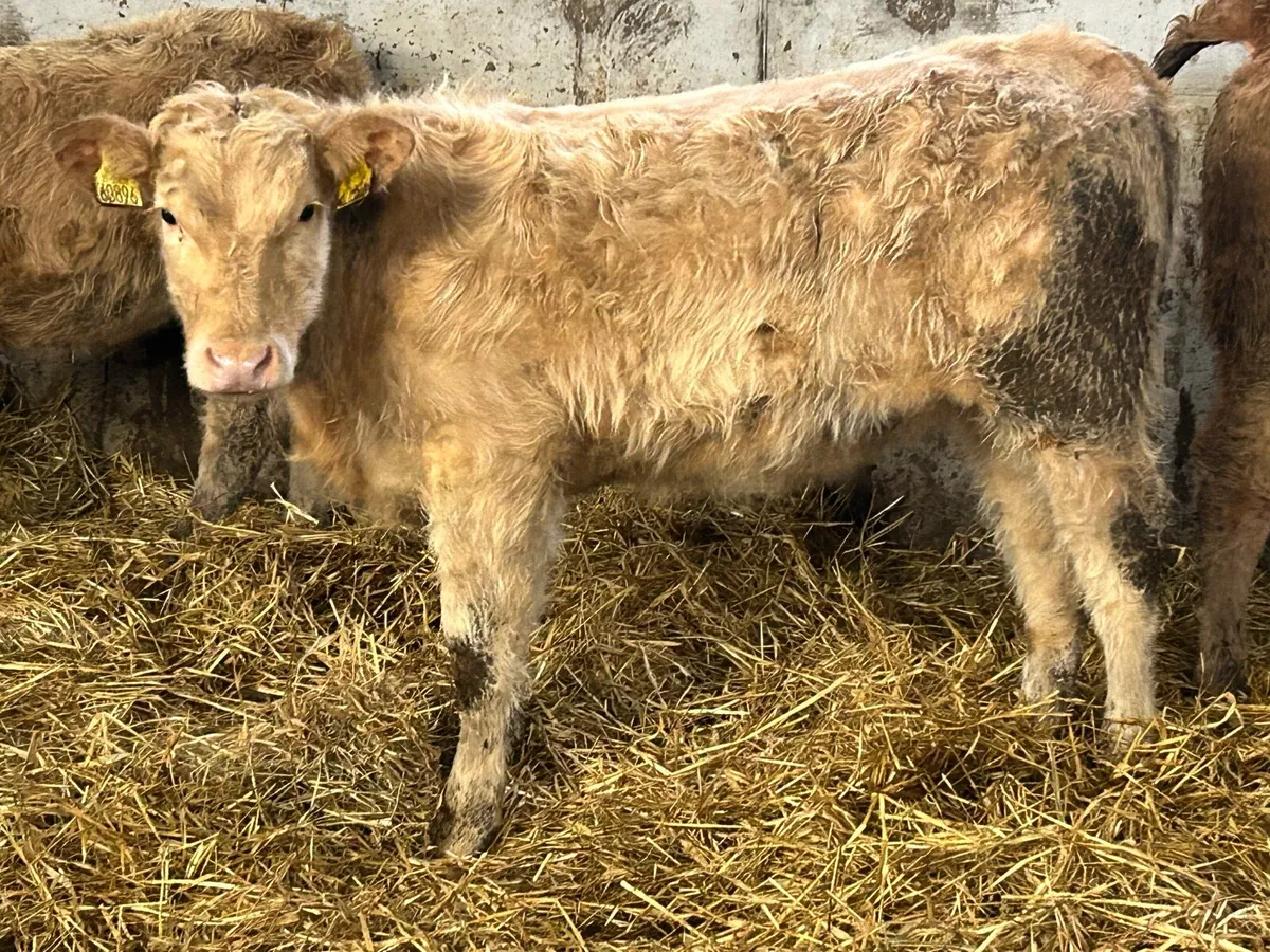 6 charlois suckler breed heifers - Image 1