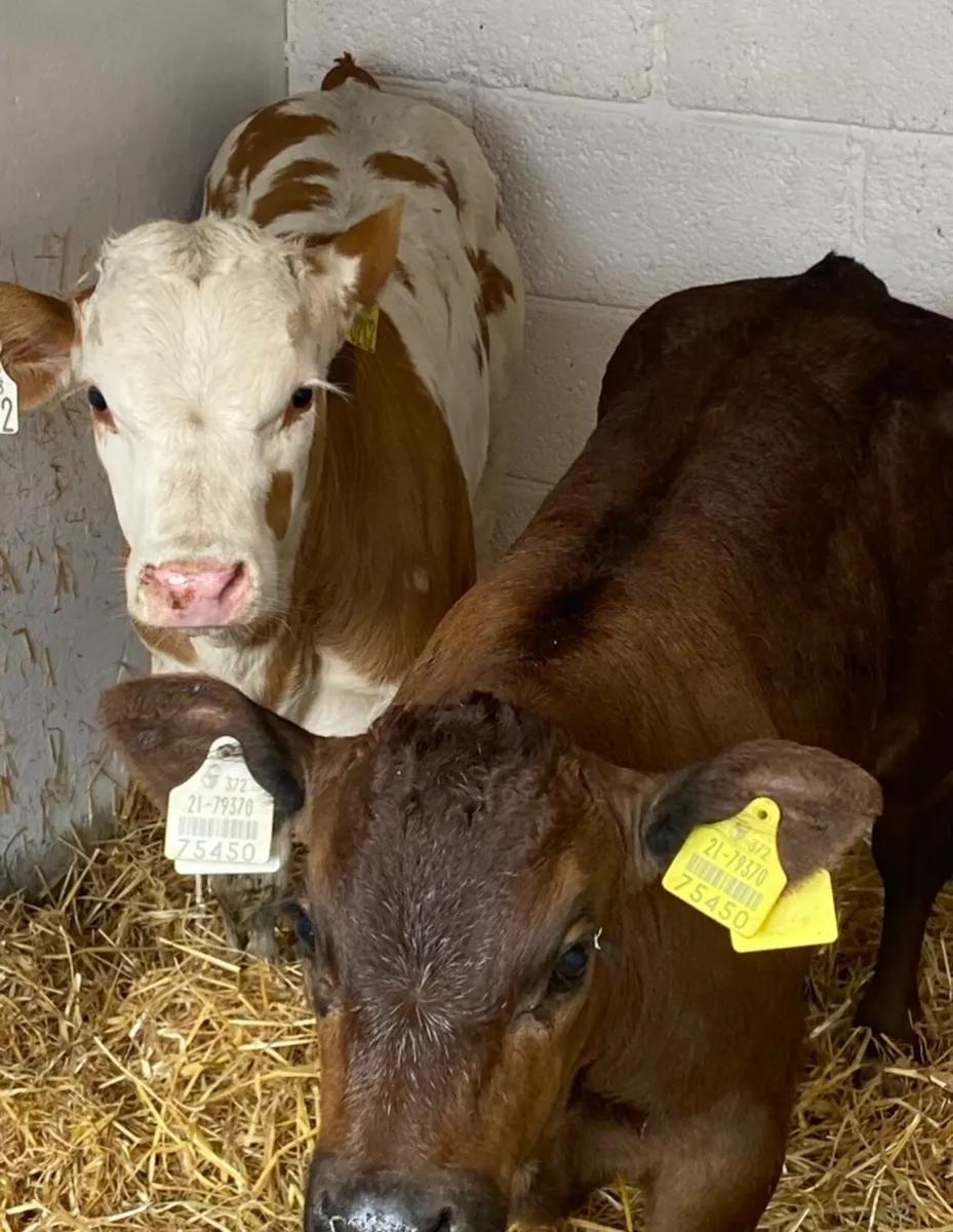 C M C HOME OF QUALIFY AUTUMN SUCK CALVES - Image 2