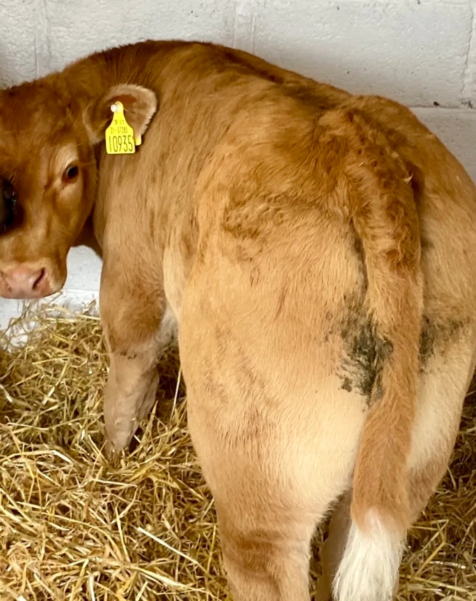 C M C HOME OF QUALIFY AUTUMN SUCK CALVES - Image 4