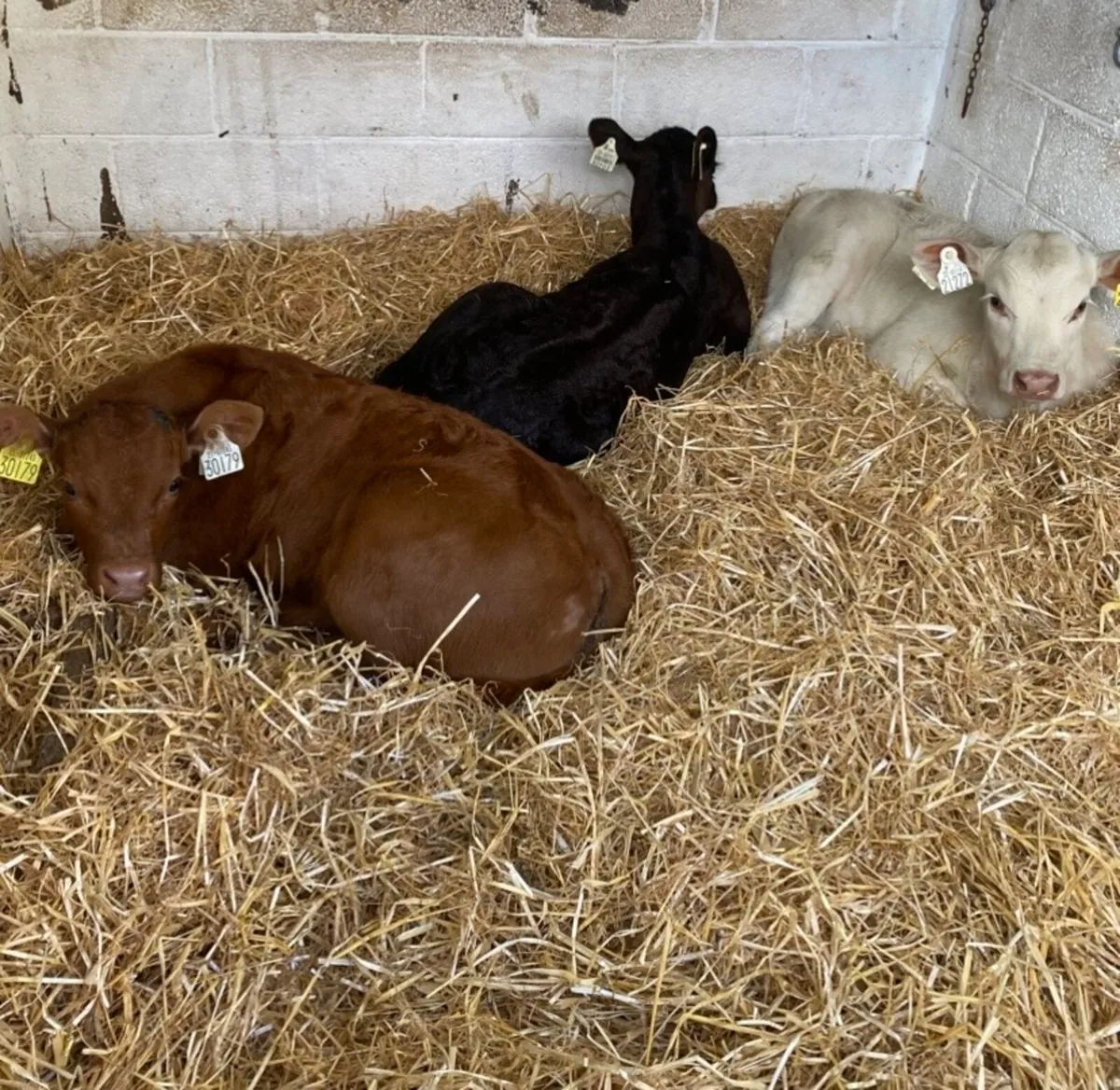 C M C HOME OF QUALIFY AUTUMN SUCK CALVES - Image 1