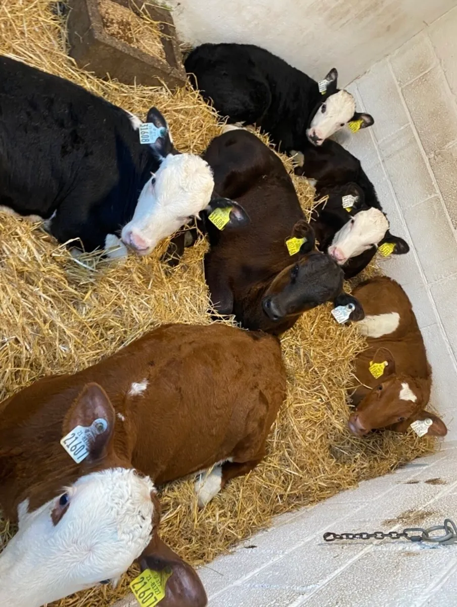 C M C HOME OF QUALIFY AUTUMN SUCK CALVES - Image 3