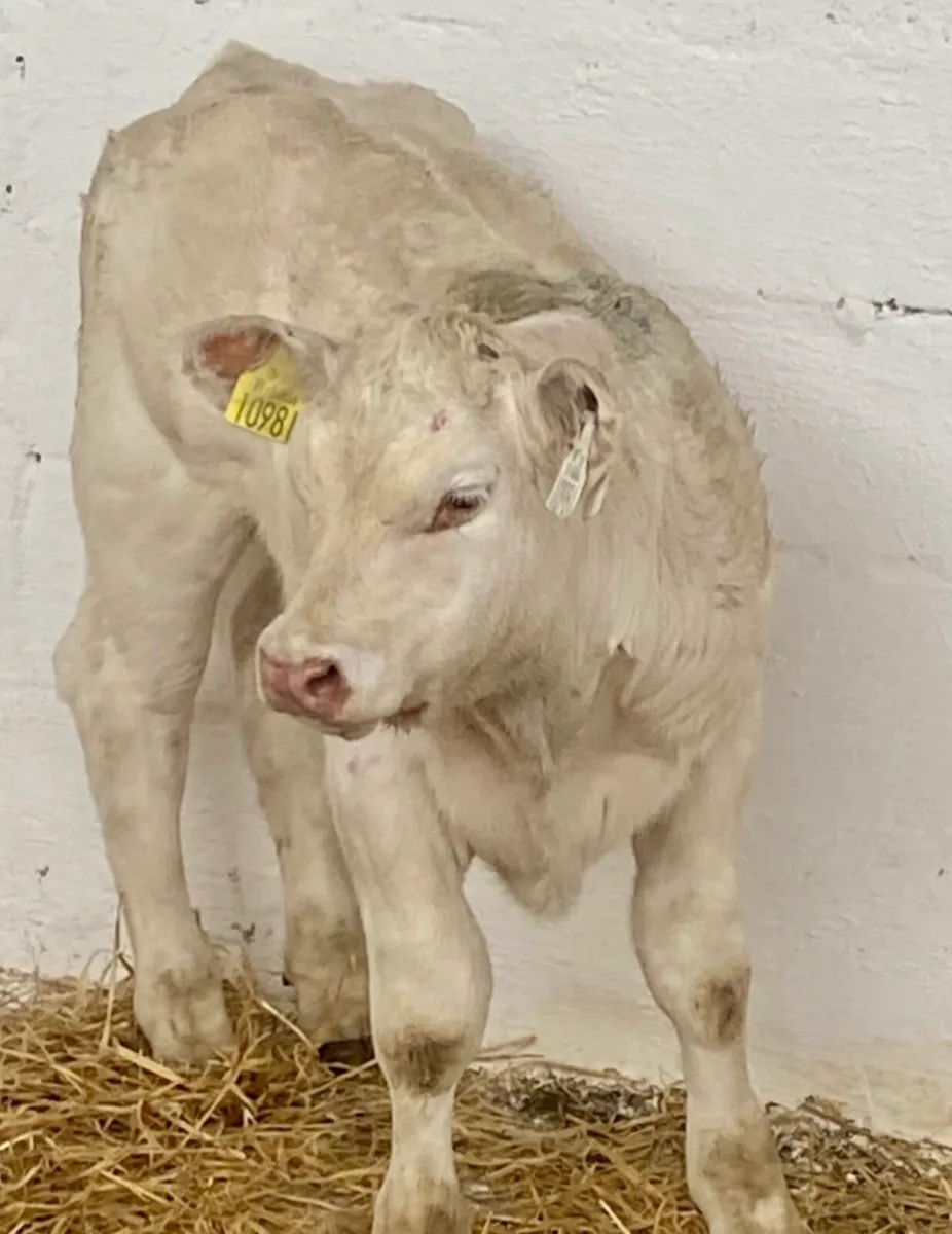 C M C HOME OF QUALIFY AUTUMN SUCK CALVES - Image 2