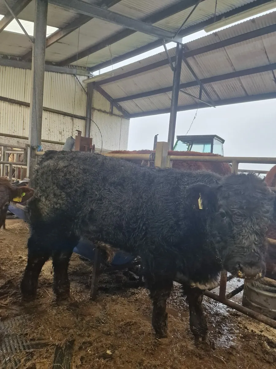 Weanlings for sale Balla mart - Image 1