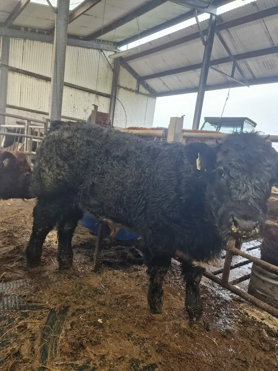 Weanlings for sale Balla mart - Image 2