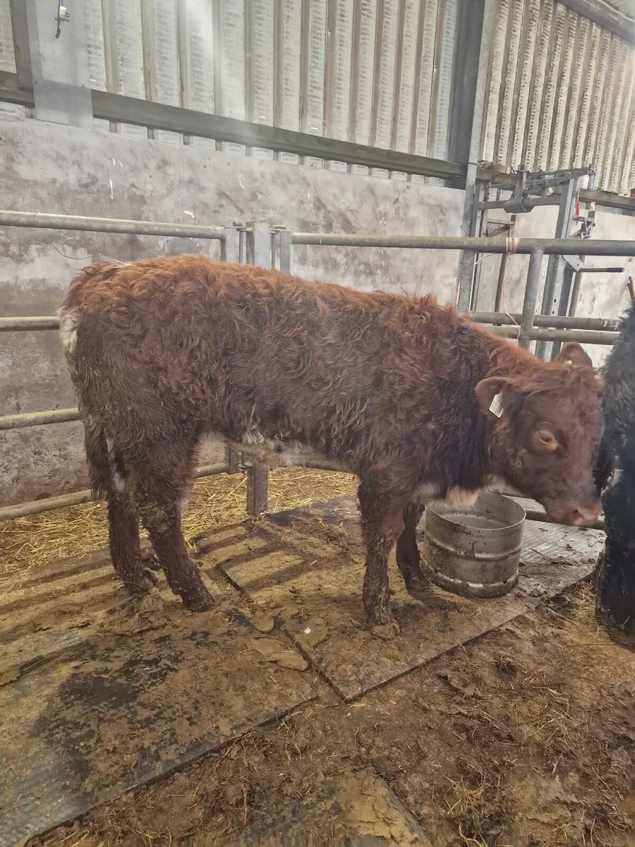 Weanlings for sale Balla mart - Image 3