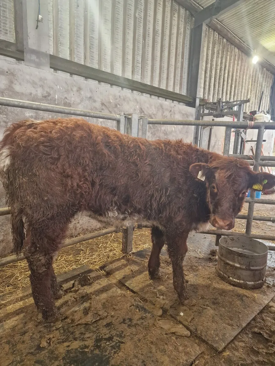 Weanlings for sale Balla mart - Image 4