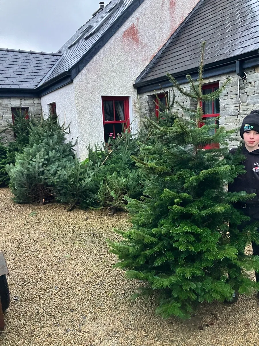 Christmas Trees - Image 1