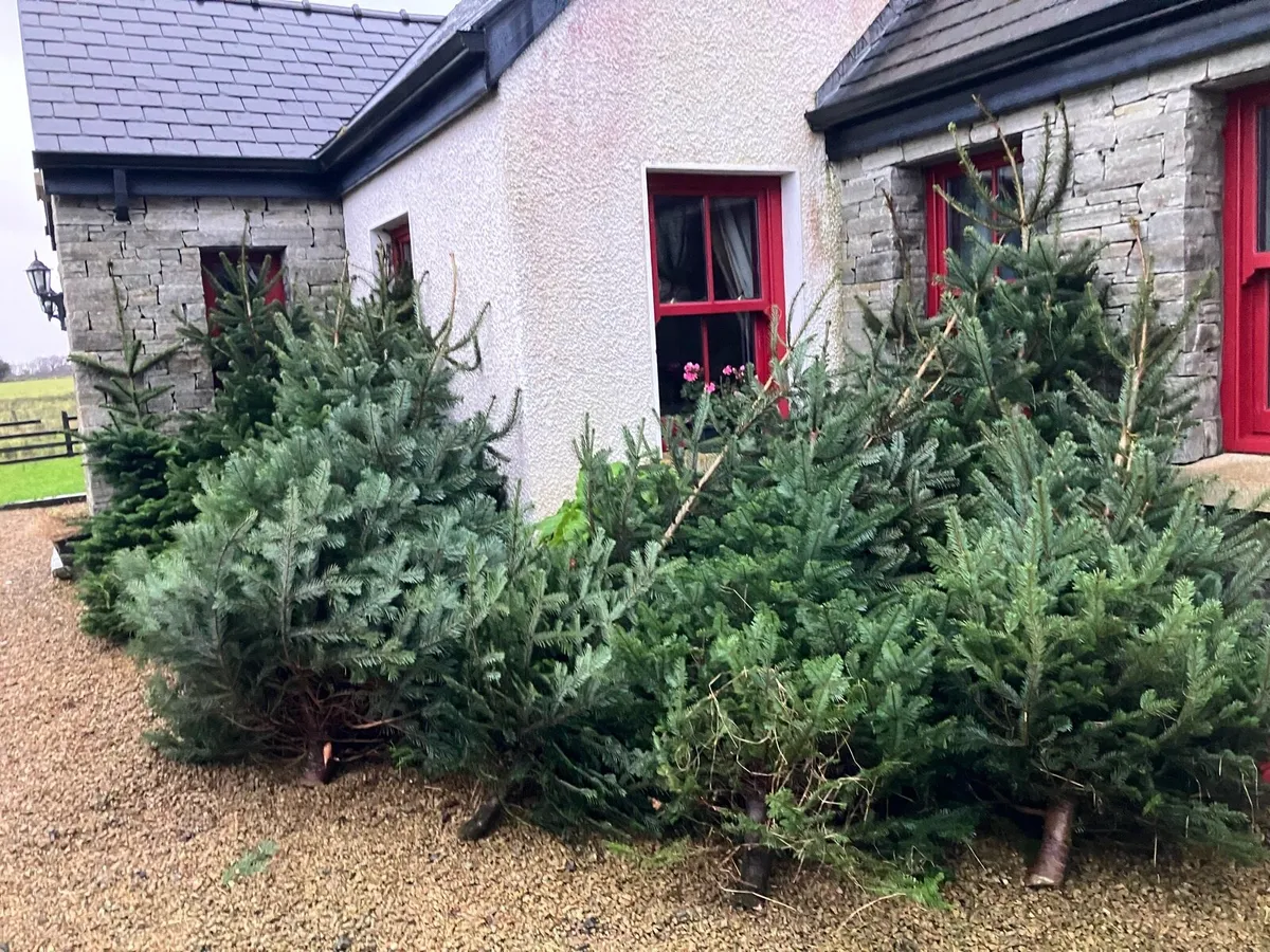 Christmas Trees - Image 2