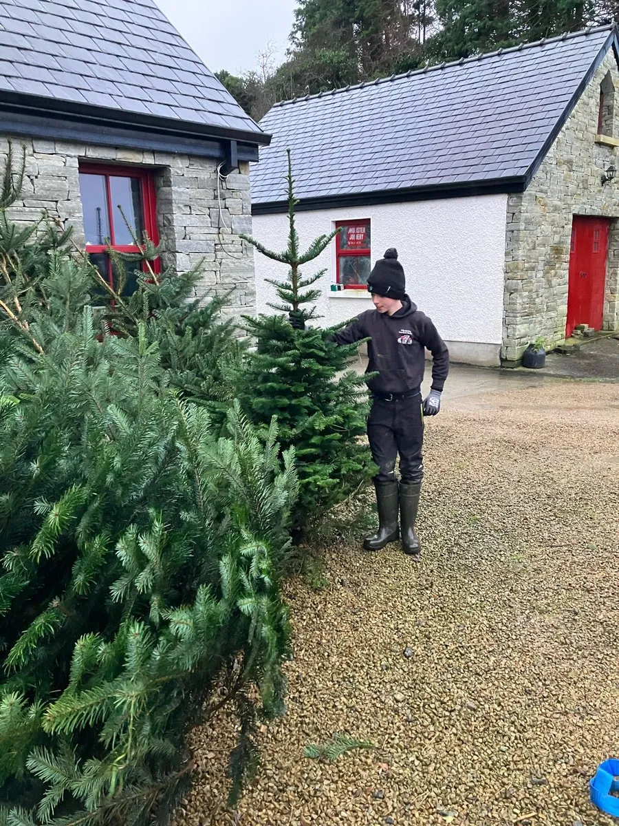 Christmas Trees - Image 3