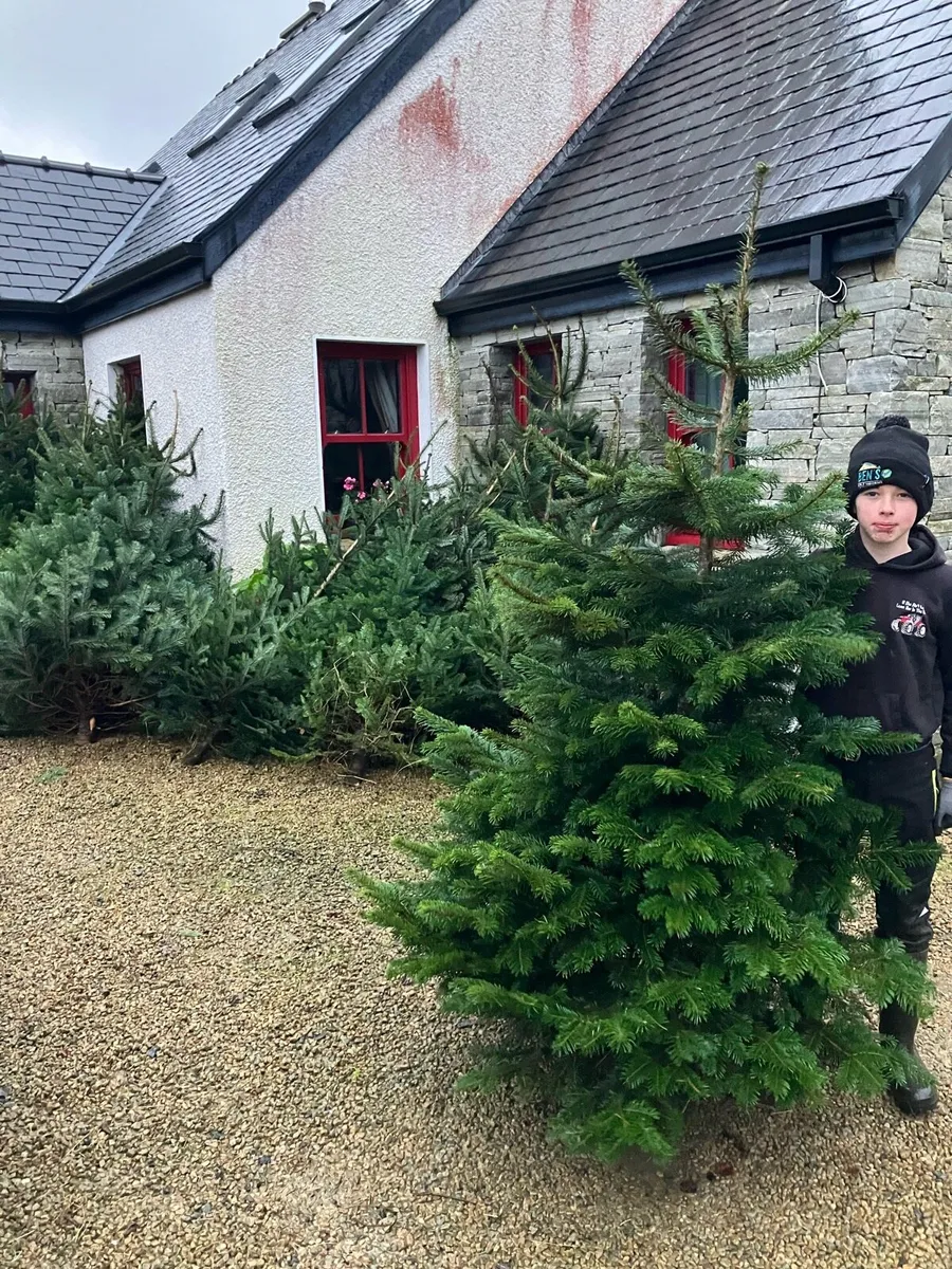 Christmas Trees - Image 4