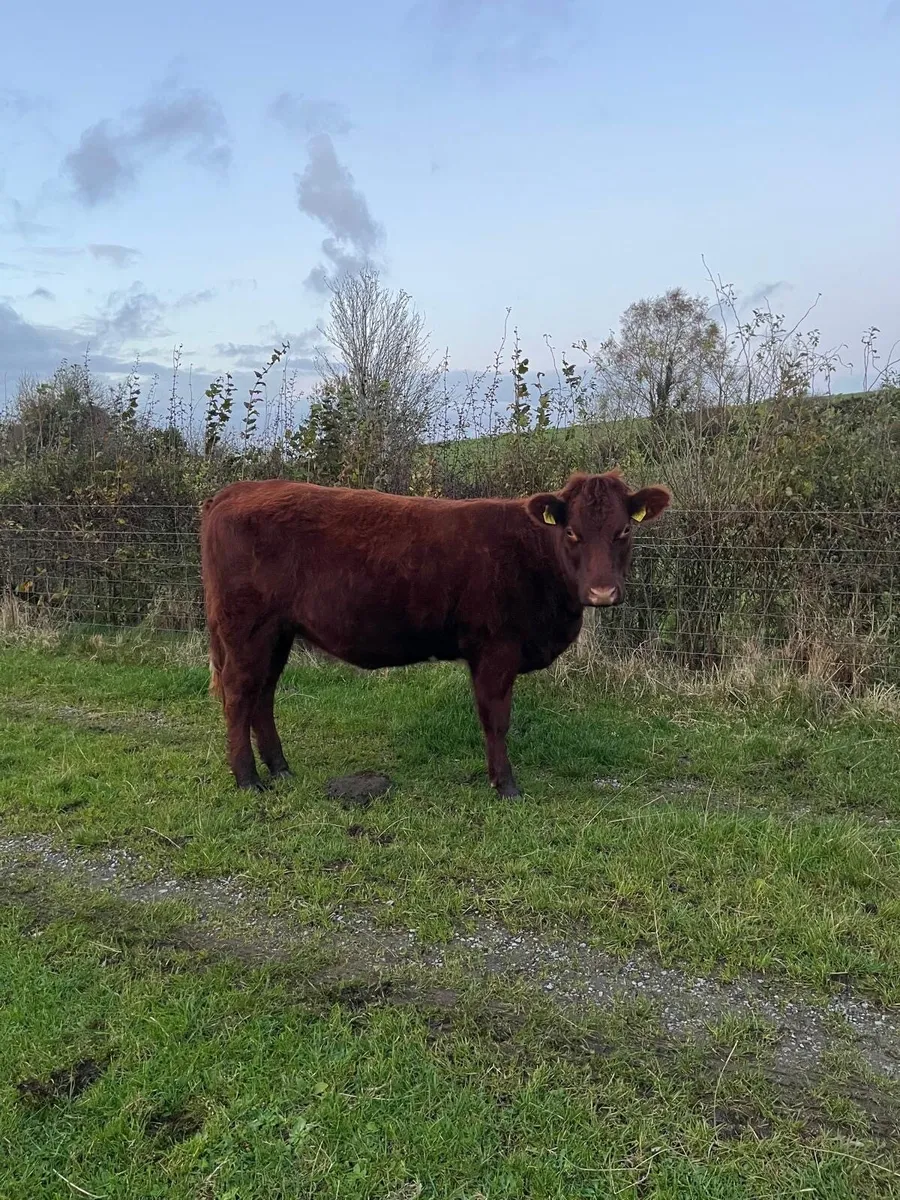 Pedigree shorthorn heifer - Image 3