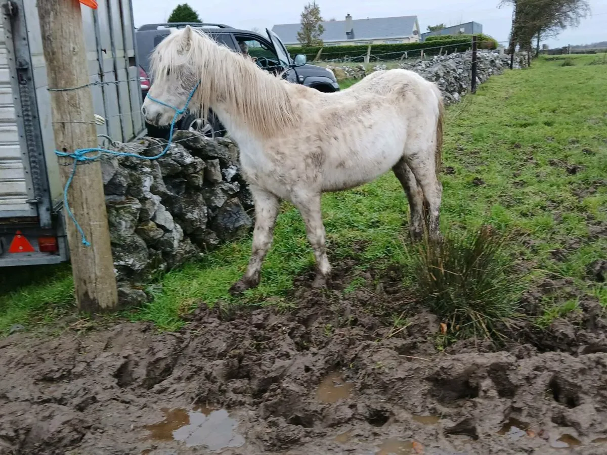 Welsh Gelding Pony - Image 2