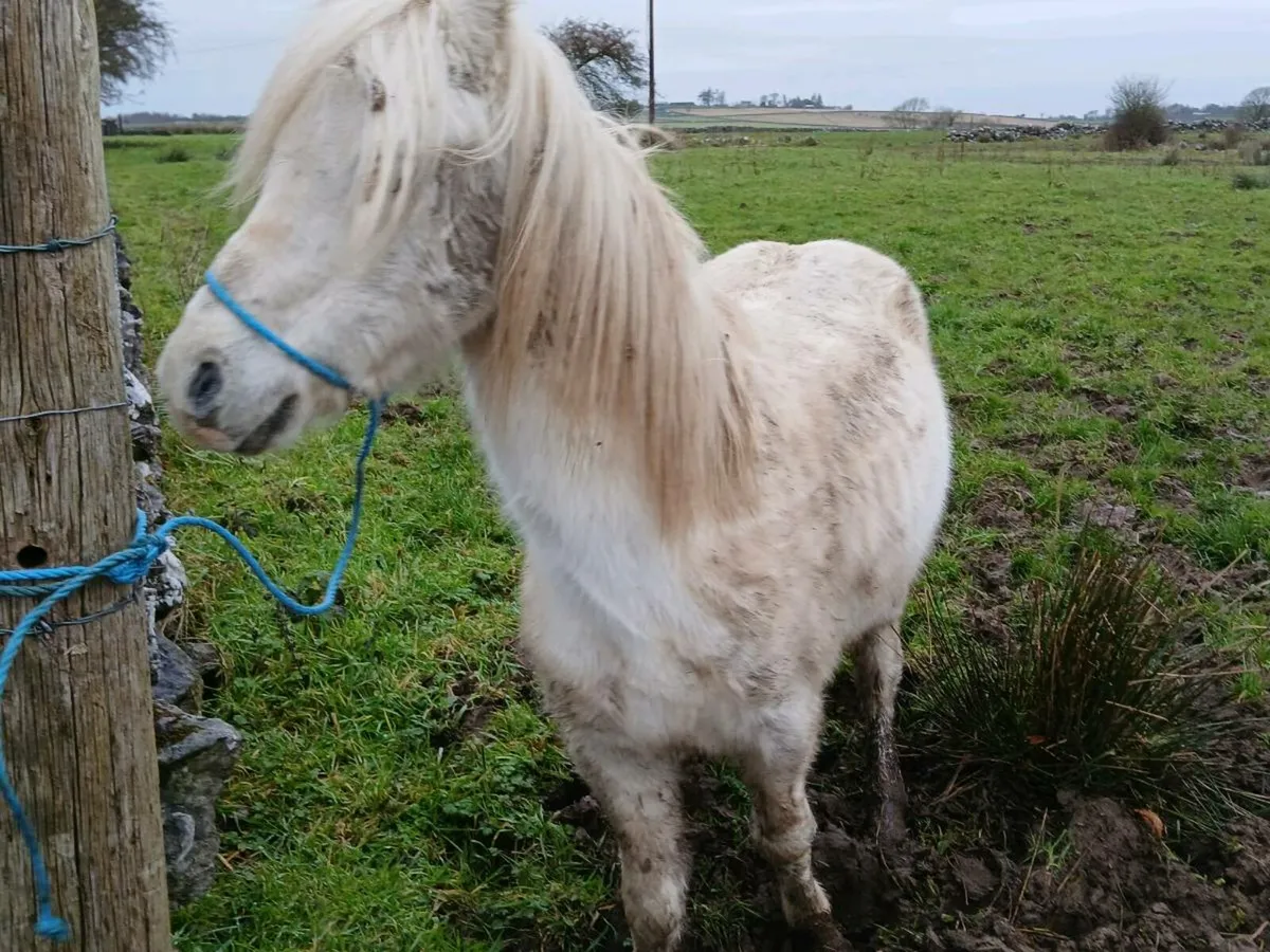Welsh Gelding Pony - Image 3