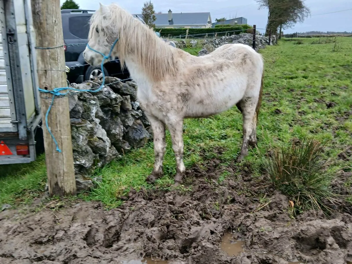 Welsh Gelding Pony - Image 1