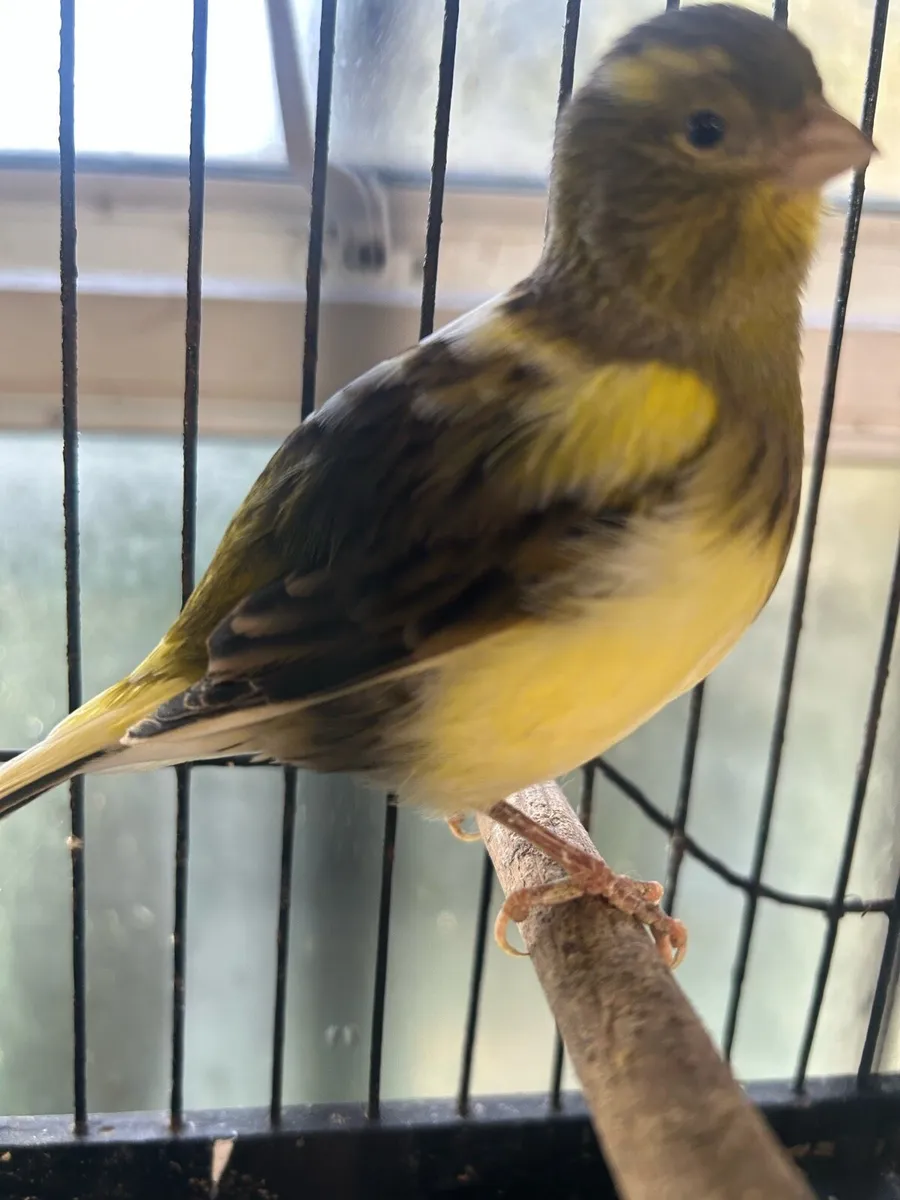 Fife canarys - Image 1