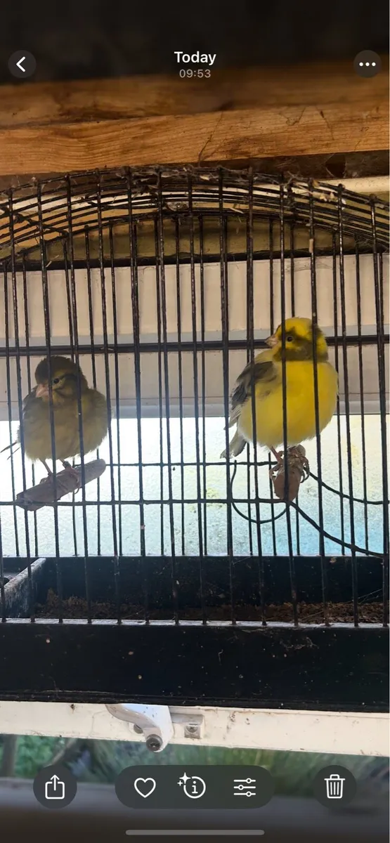 Fife canarys - Image 2