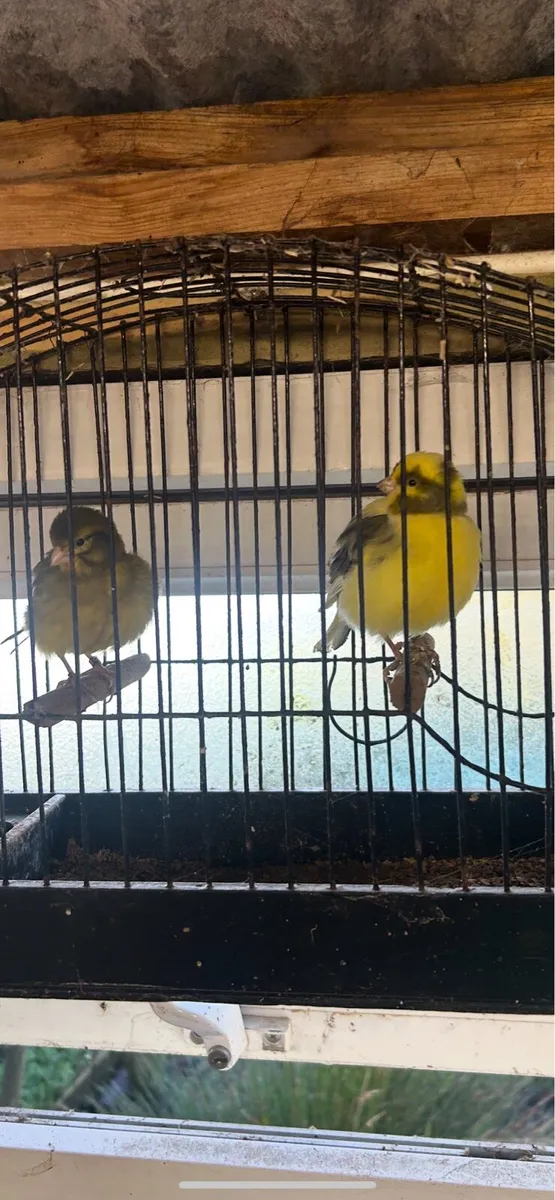 Fife canarys - Image 3