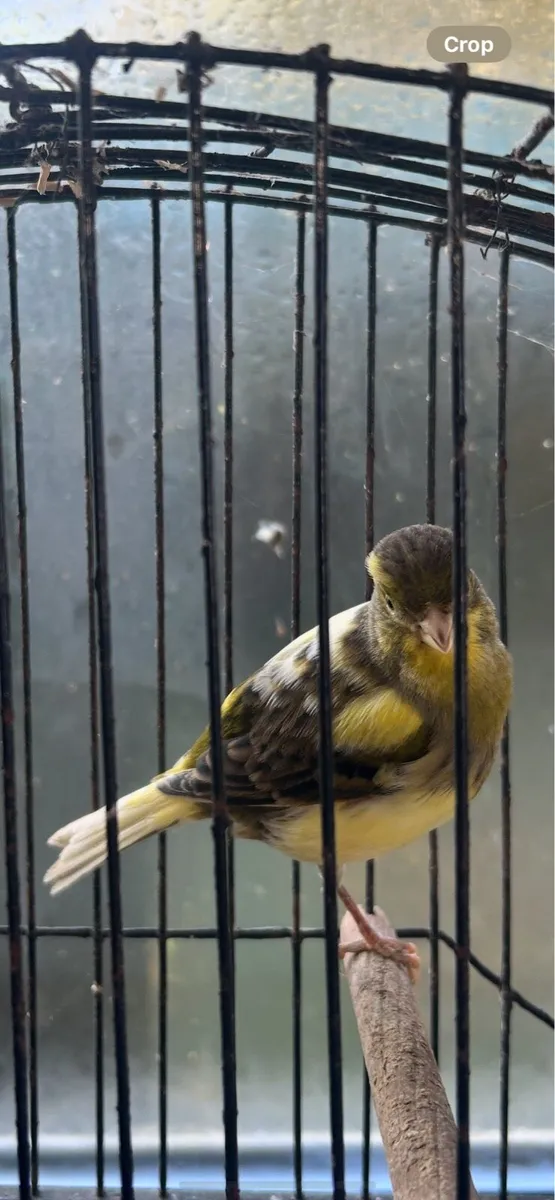 Fife canarys - Image 4