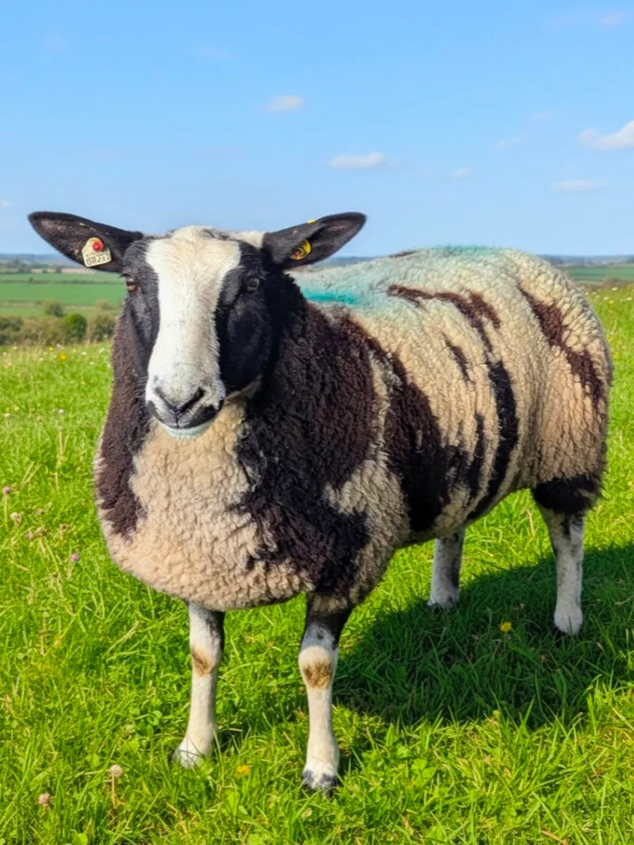 Pedigree Dutch Spotted ewe lambs - Image 1