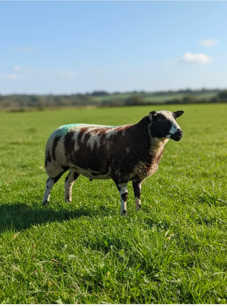 Pedigree Dutch Spotted ewe lambs - Image 2