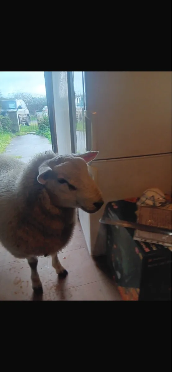 2 strong ram lambs - Image 3