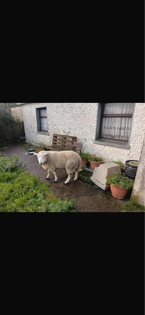 2 strong ram lambs - Image 4