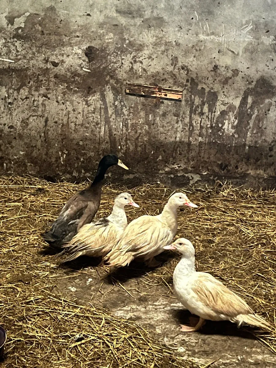 Ducks - Image 4