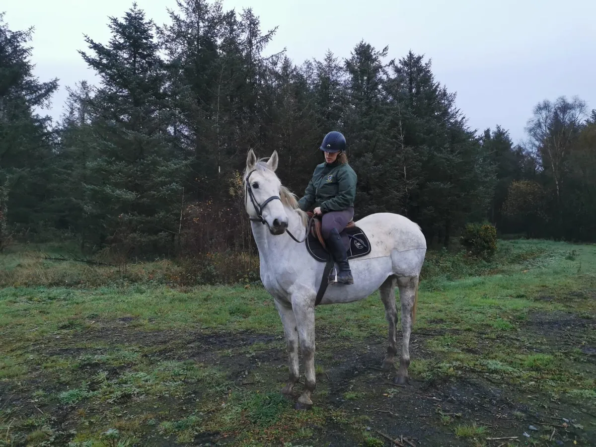 16.2hh draught x horse - Image 1