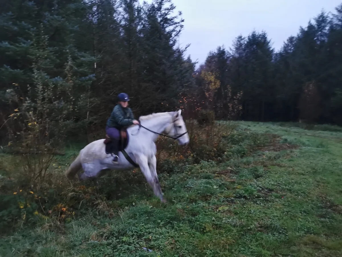 16.2hh draught x horse - Image 4