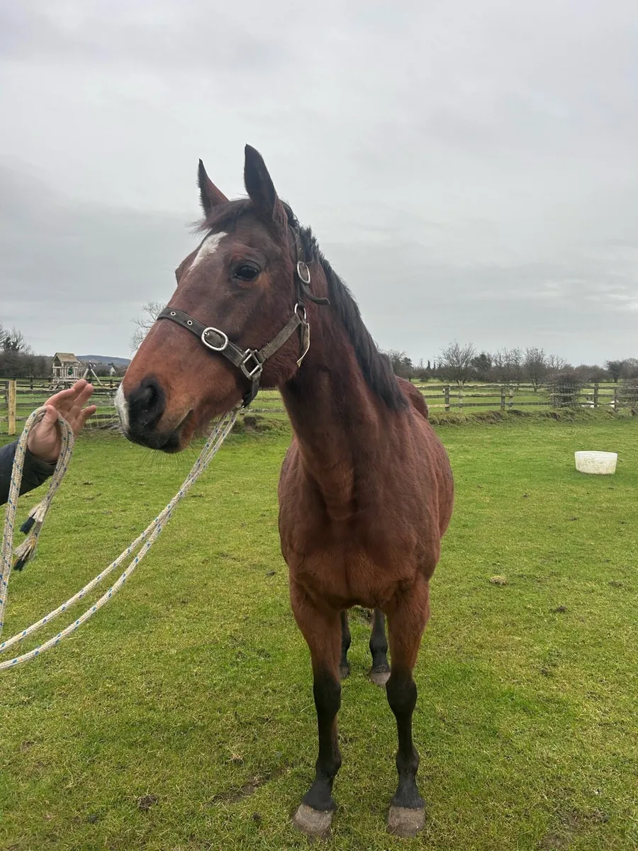 Winning national hunt mare - Image 2