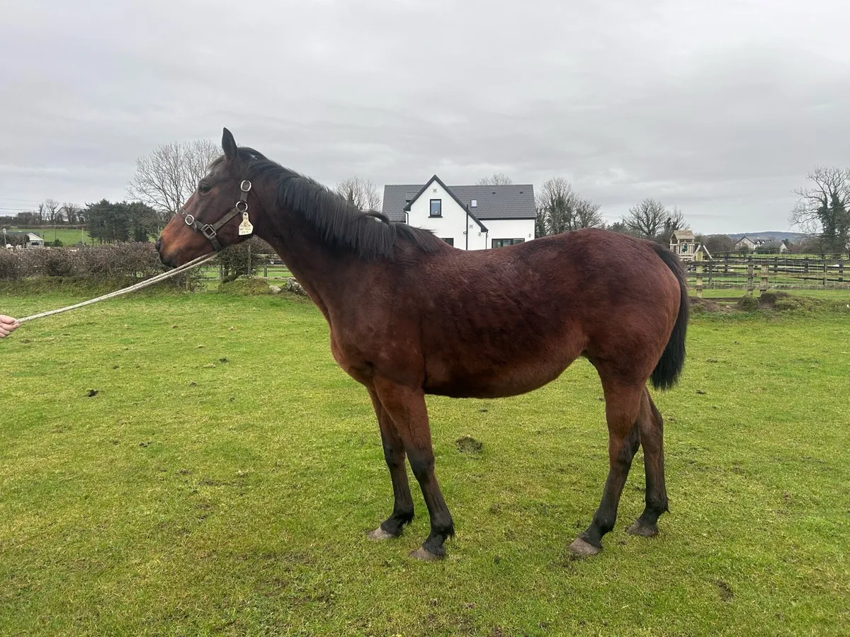 Winning national hunt mare - Image 3