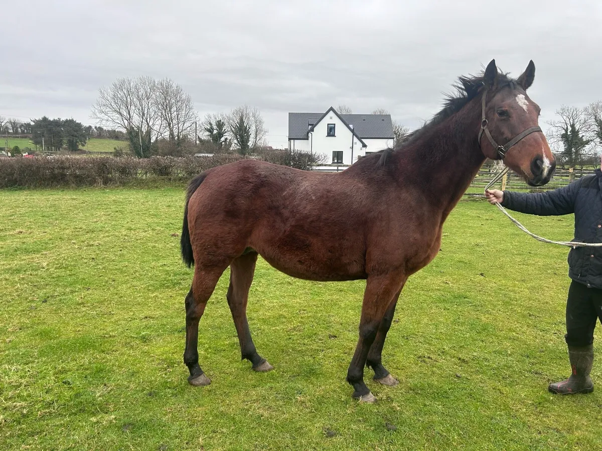 Winning national hunt mare - Image 4