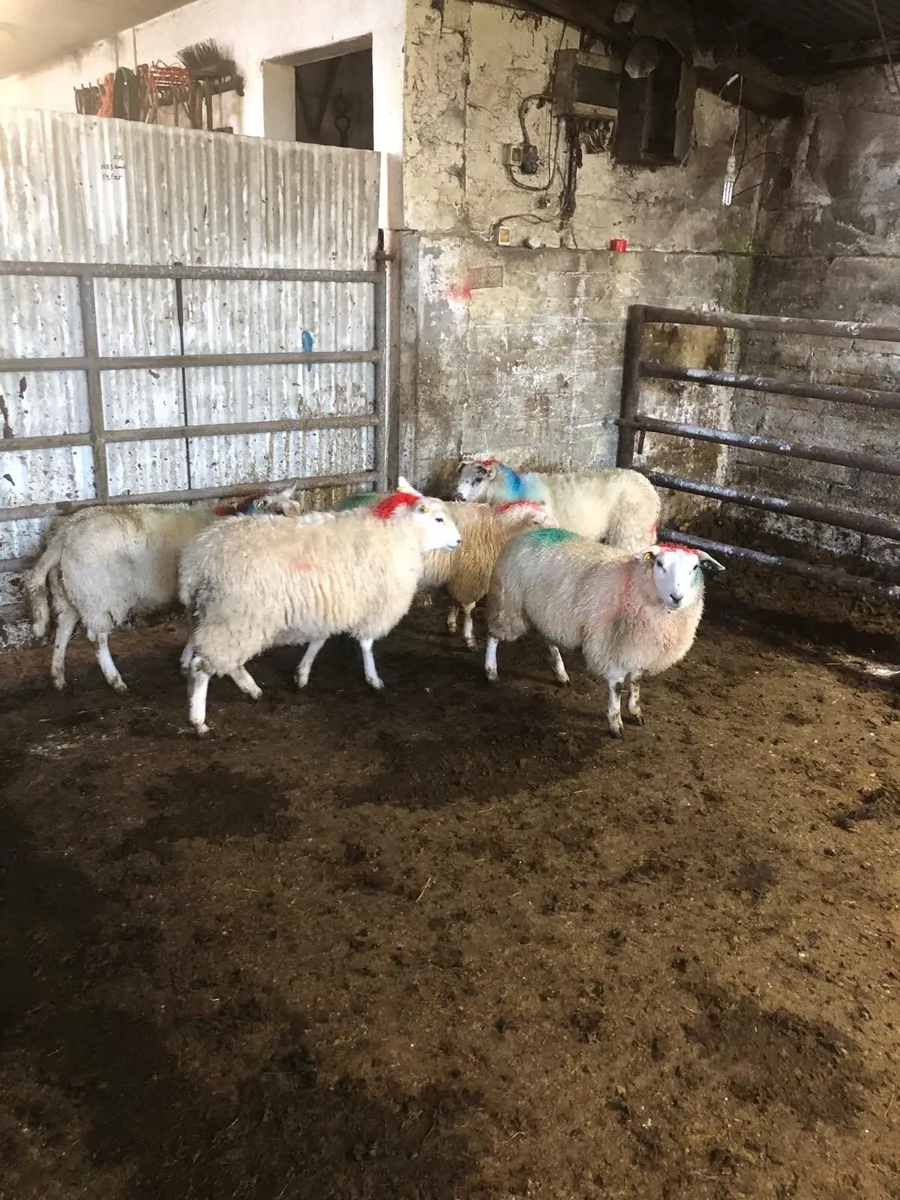 Suffolk X Bred and White Ewe Lambs - Image 2