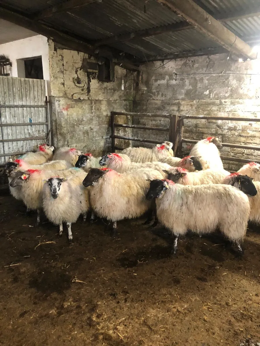 Suffolk X Bred and White Ewe Lambs - Image 3