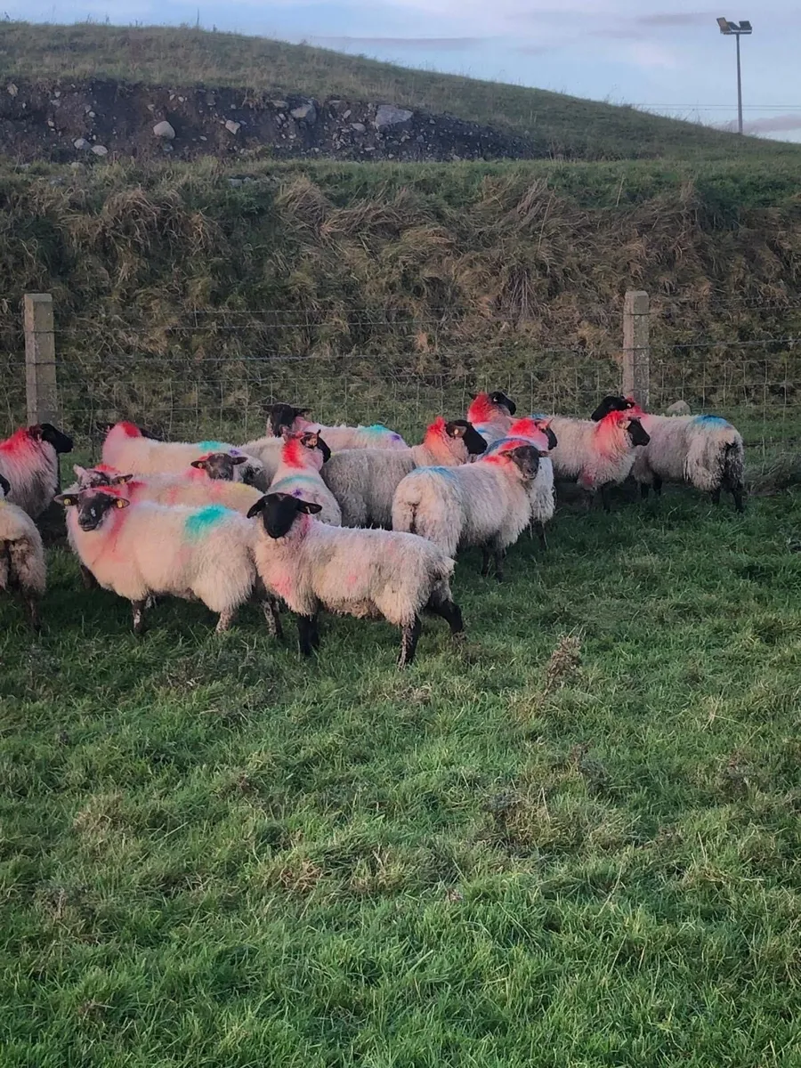 Suffolk X Bred and White Ewe Lambs - Image 4