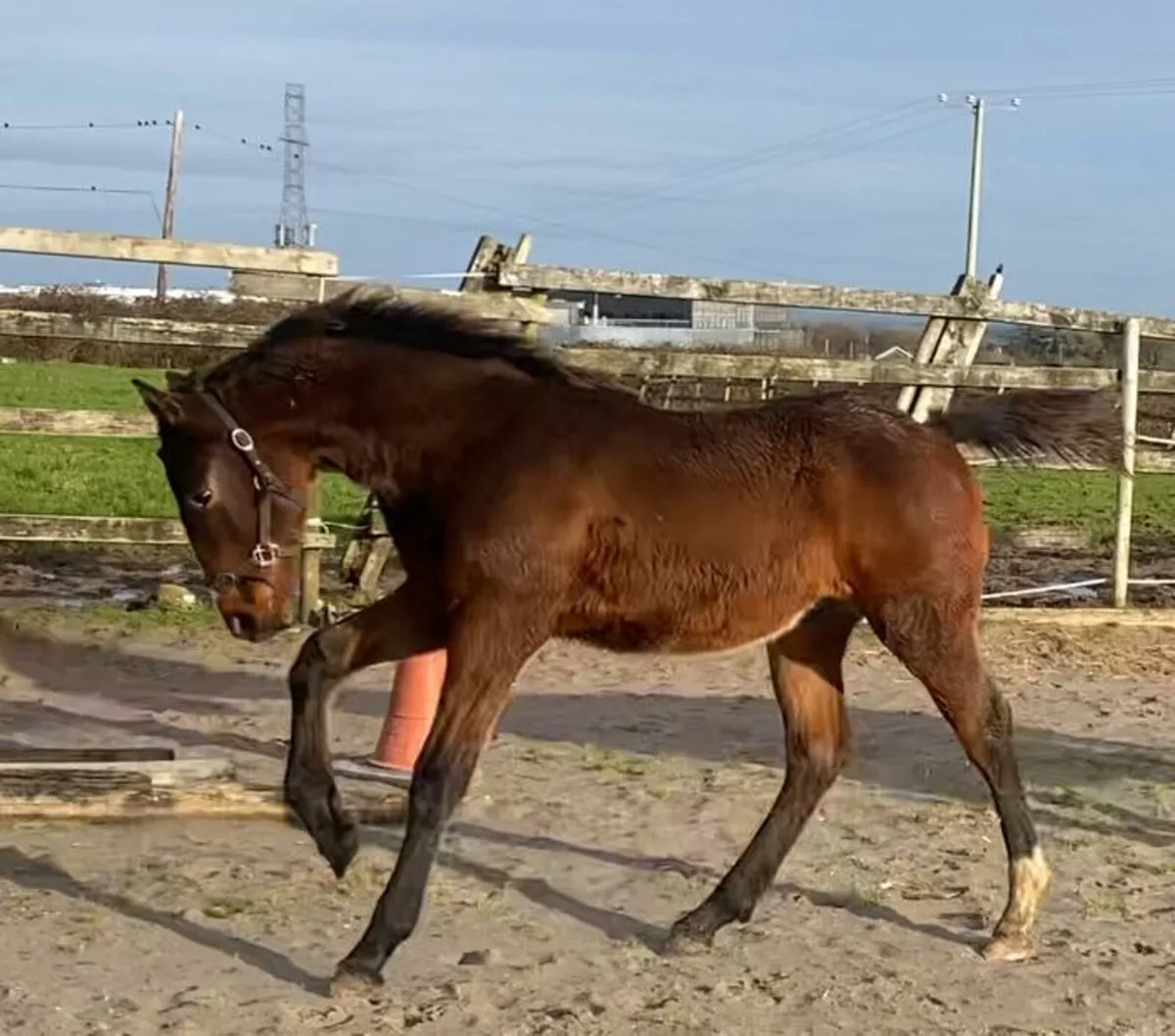 Lagans OBOS Quality Colt foal - Image 1