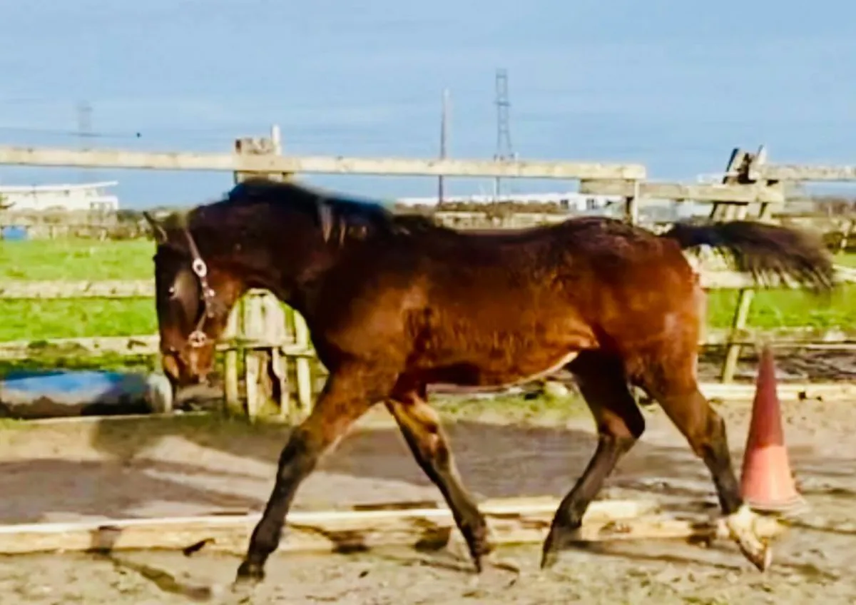 Lagans OBOS Quality Colt foal - Image 2