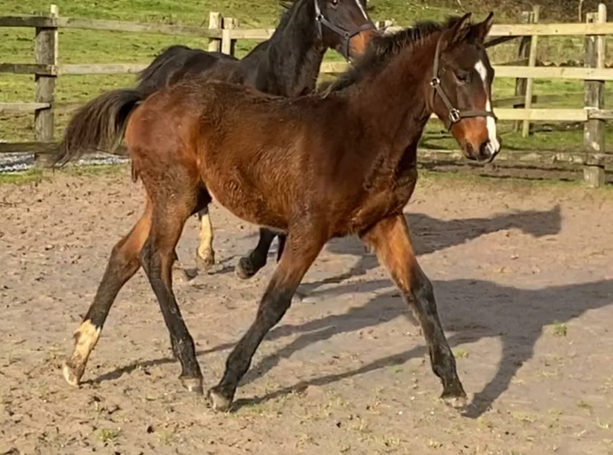 Lagans OBOS Quality Colt foal - Image 3