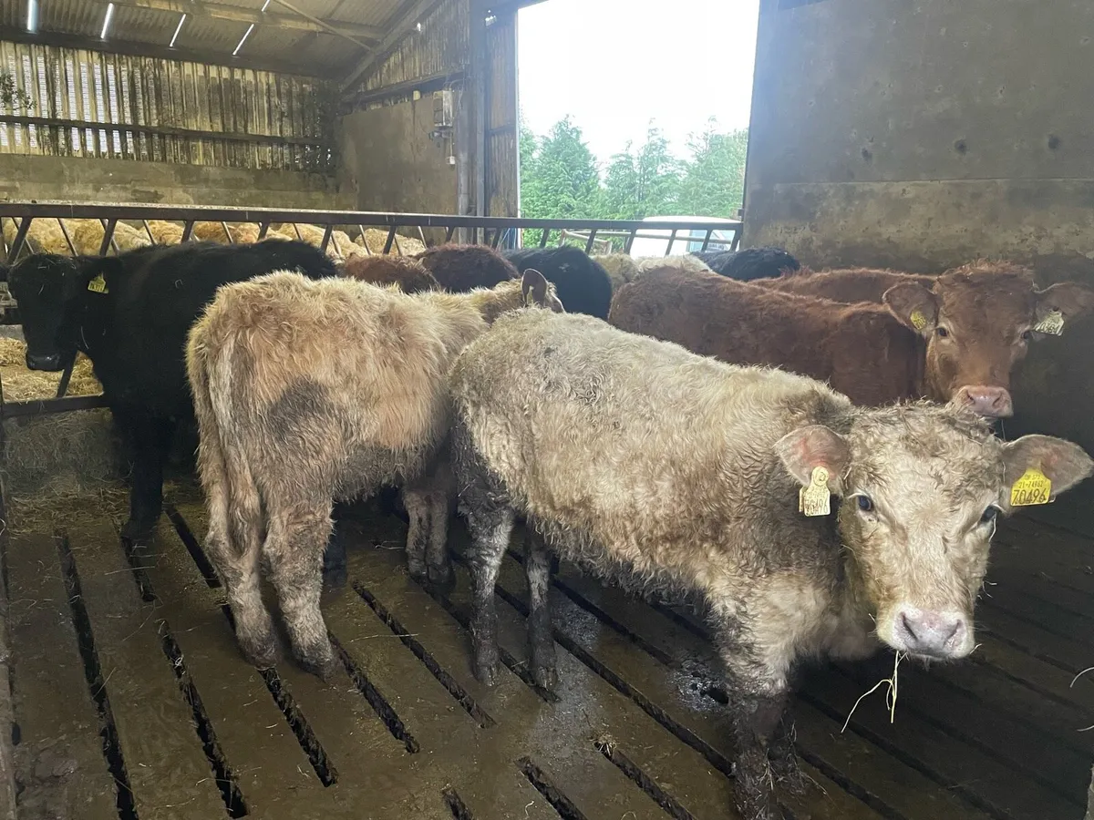 Heifer Weanlings - Image 1