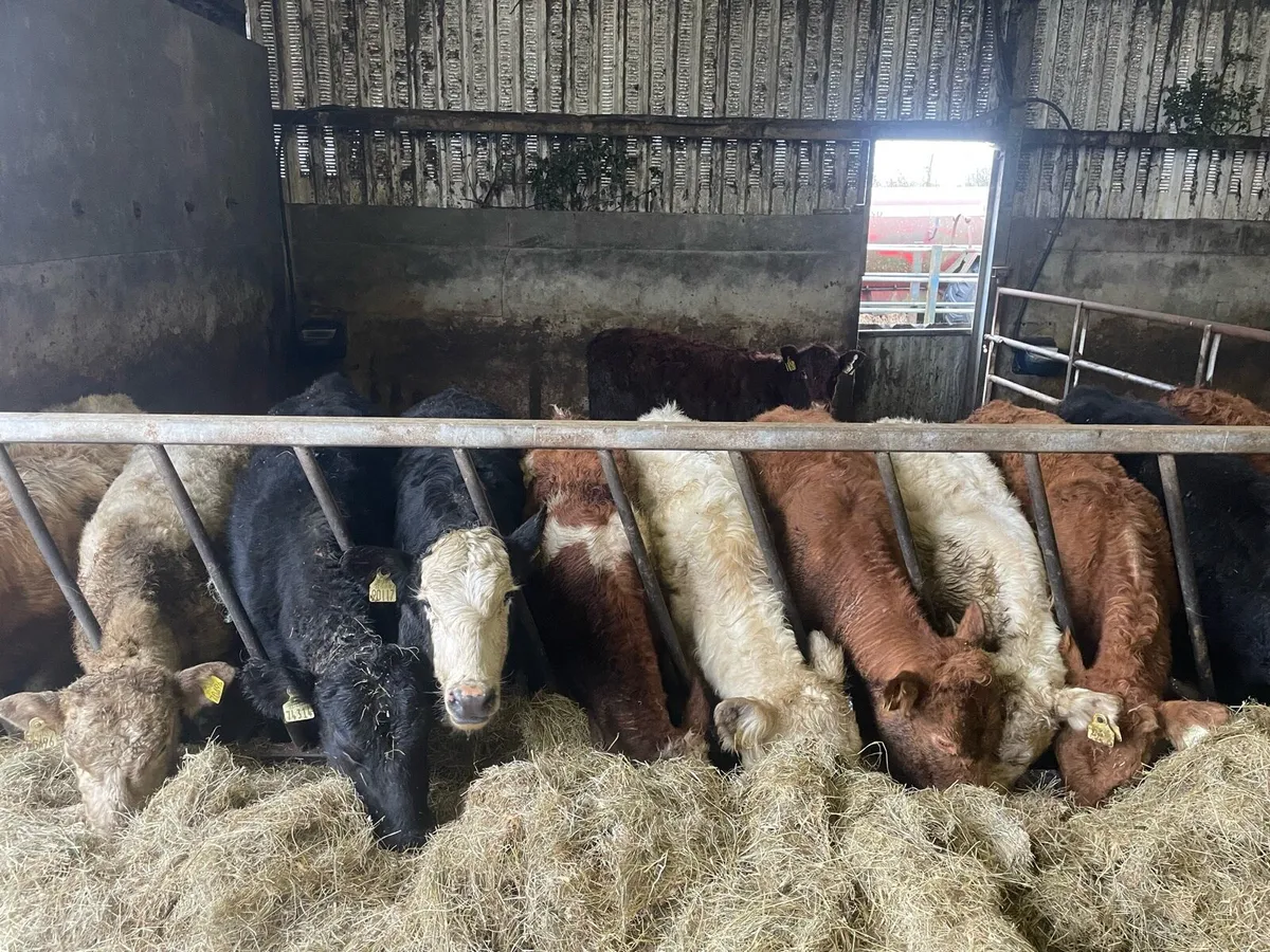 Heifer Weanlings - Image 2