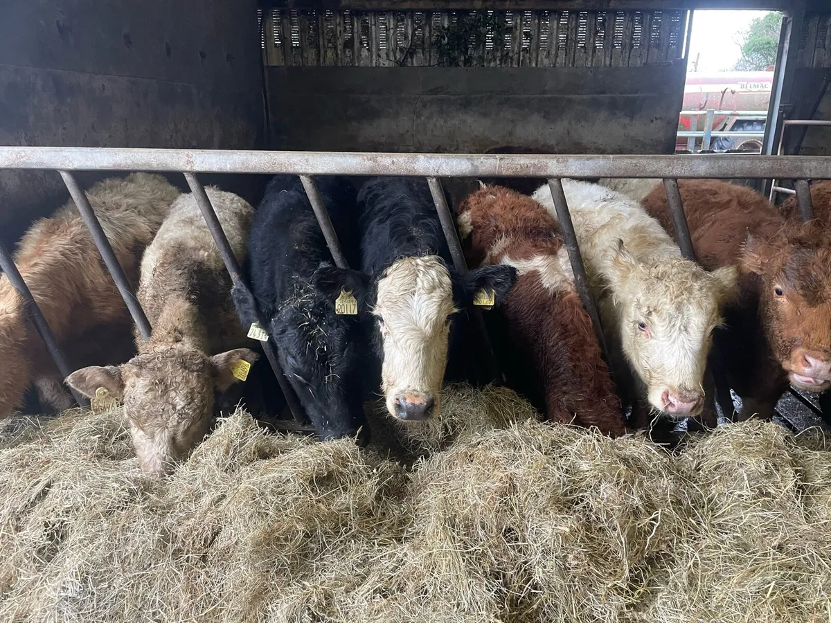 Heifer Weanlings - Image 3