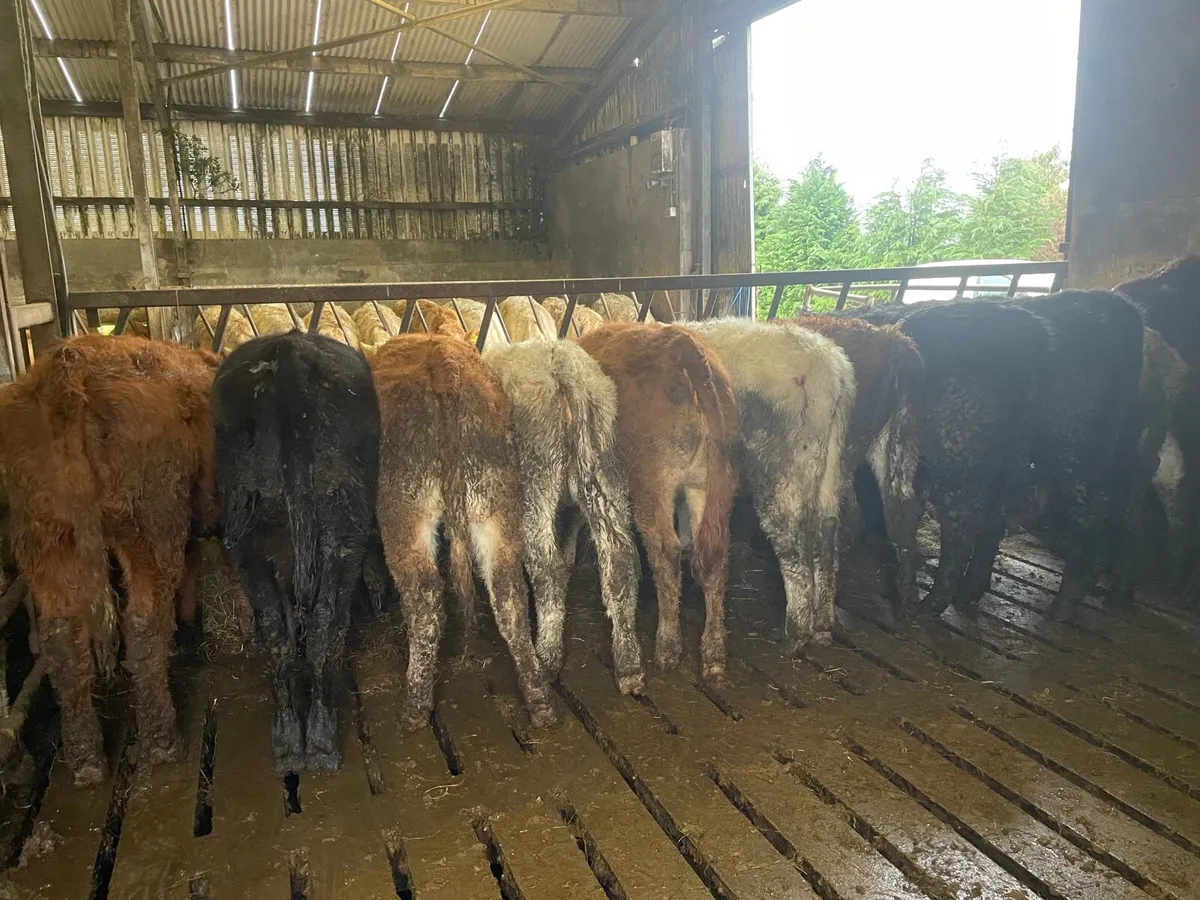 Heifer Weanlings - Image 4