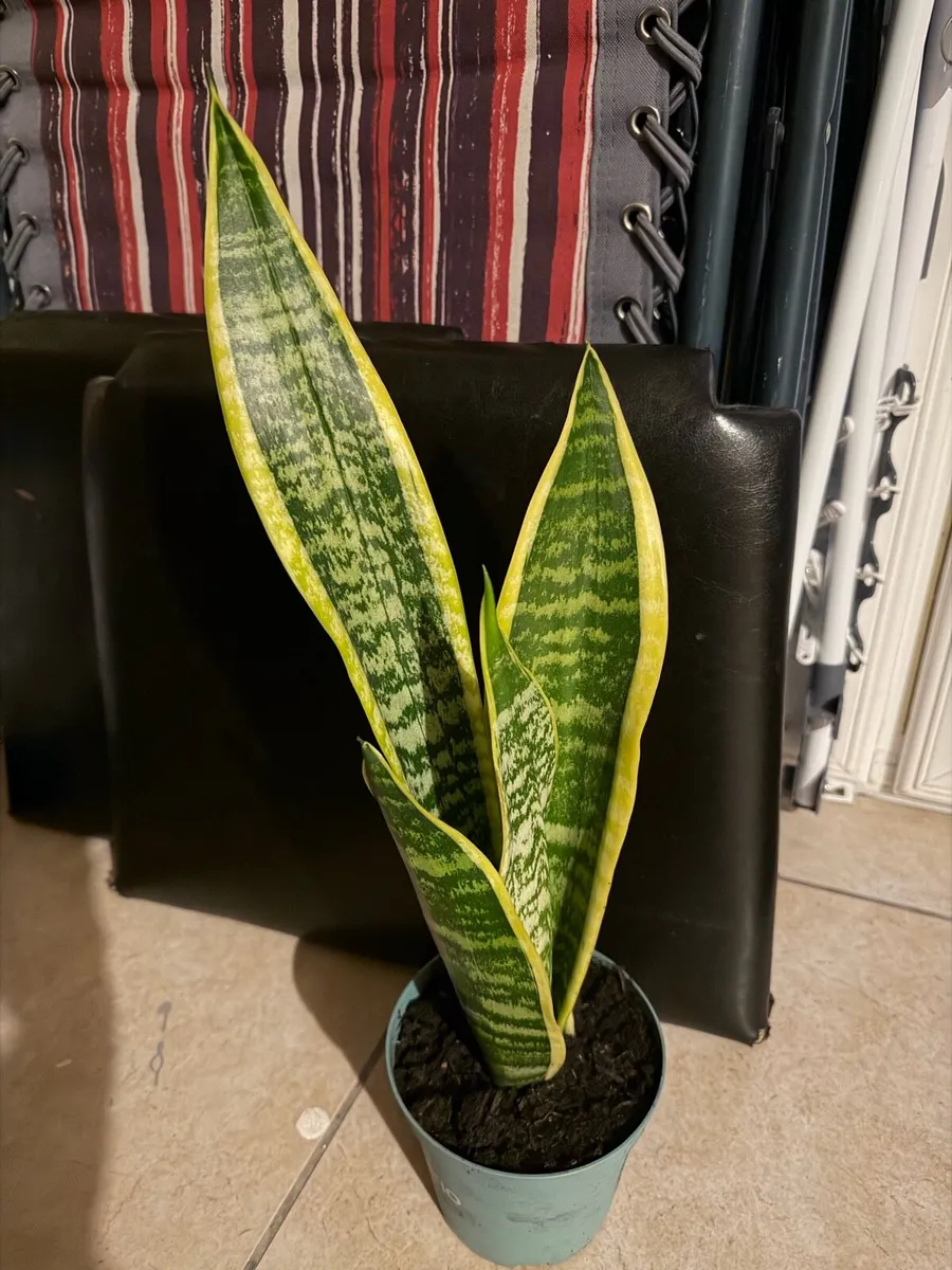 2 snake plants - Image 1