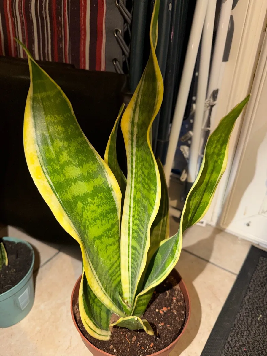2 snake plants - Image 2