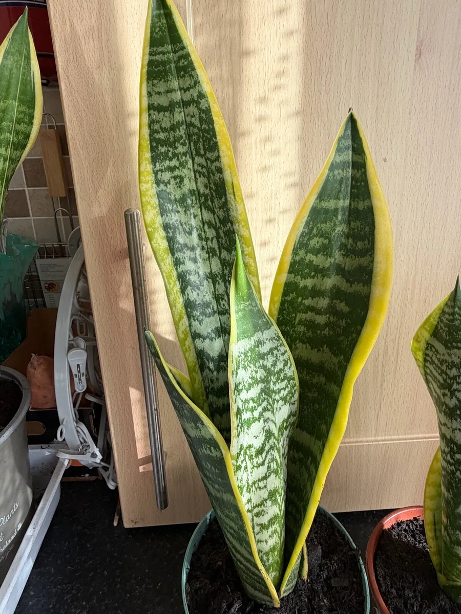 2 snake plants - Image 4