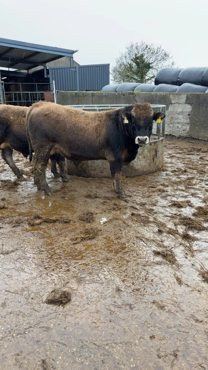Pedigree Aubrac bull - Image 1